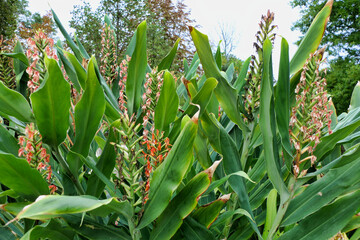A beautiful specimen of Hedychium coccineum in Parc Mauresque, Arcachon, France. Also known as Red or Orange Ginger-Lily
