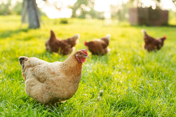 Flock Chickens Including Hens And