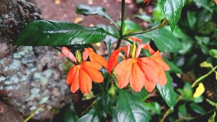 Bright peach Firecracker Flowers (Crossandra infundibuliformis) reveal delicate floral details amidst lush green foliage in a tropical setting