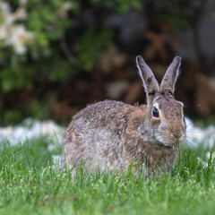 Fototapeta premium Eastern cottontail rabbit lounging in the green grass