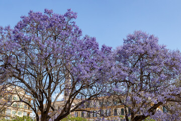 Jacaranda trees in full bloom with vibrant purple flowers against a clear blue sky in an urban setting