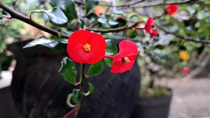 Vivid red Euphorbia milii (Crown of Thorns) flowers with lush green leaves, a beautiful close-up in...
