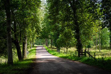 Fototapeta premium Country Road Through Lush Green Forest