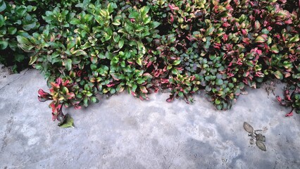 Colorful Alternanthera plant leaves in vibrant red, green, and yellow tones forming a natural botanical texture ideal for backgrounds, wallpaper, and design	