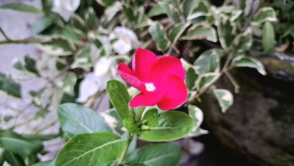 Vibrant red Periwinkle flower (Catharanthus roseus) with water droplets, a popular tropical flowering plant used in traditional medicine.