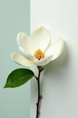 Fototapeta premium Single magnolia flower against a pure white surface, white, green, bloom