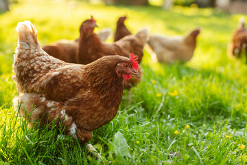 Free range brown chickens on poultry farm walking on grass field at sunny day. Agriculture nature farm concept