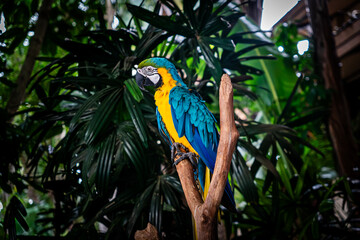 A Vibrant Parrot is Perched Beautifully Amongst the Lush Greenery of a Tropical Forest
