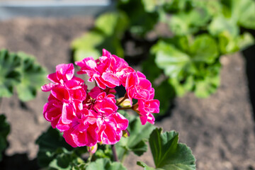 This is a detailed closeup view of a beautiful pink flower in a garden setting