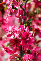 A detailed closeup view of lovely pink flowers on a tree branch