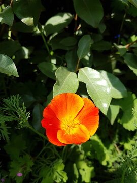 Orange small flawer
