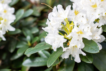 A beautiful bush showcasing delicate white flowers and vibrant green leaves