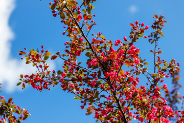 A tree with red flowers and green leaves against a blue sky