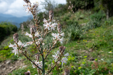 Corse asphodeles