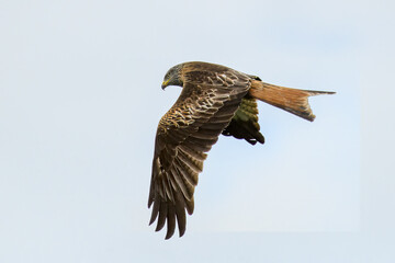 Corse oiseau milan royal