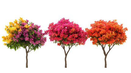 Obraz premium Three Colorful Bougainvillea Trees on Transparent Background