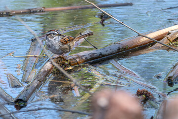 Swamp sparrow perched on a fallen branch in a lake.