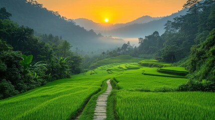 Fototapeta premium Misty Sunrise over Terraced Rice Paddies
