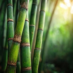 Obraz premium Close up of green bamboo stalks in a forest grove with blurred background and soft light creating a peaceful zen atmosphere