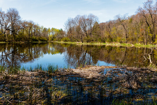 The quiet water of the unnamed poind within Pike Lake Unit, Kettle Moraine State Forest, Hartford, Wisconsin in early May, the shoreline vegetation just starting to leaf out.