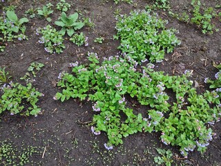 Pulmonaria. spring flowers. medicinal plants.
