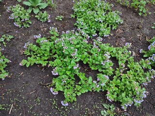Pulmonaria. spring flowers. medicinal plants.