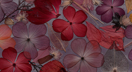 Close Up View Of Pressed Red Purple Petals And Leaves On Neutral Surface Displaying Floral Pattern Texture