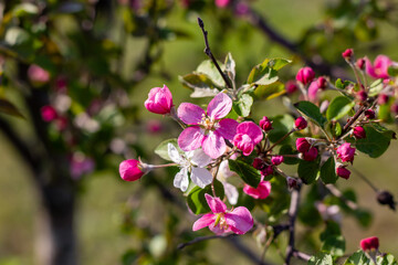 A beautiful tree adorned with pink and white flowers along with green leaves