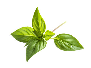 Obraz premium Fresh Thai basil leaves arranged in a star pattern sharp focus bright lighting shot from above on white
