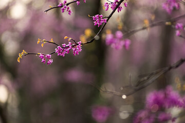 pink redbud flowering tree in the spring