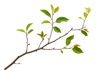 A slender tree branch with multiple green leaves sprouting along its length.