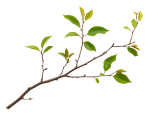 A slender tree branch with multiple green leaves sprouting along its length.