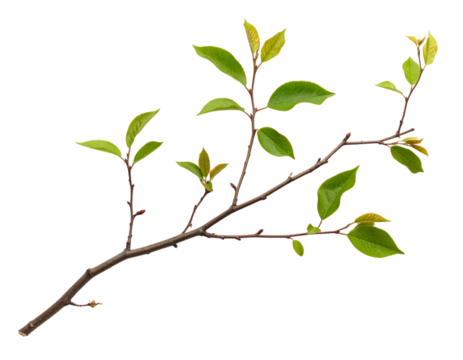 A slender tree branch with multiple green leaves sprouting along its length.