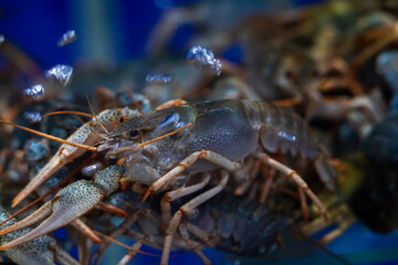 Freshwater Crayfish in Aquariums An Insightful Look at Their Habitat and Characteristics