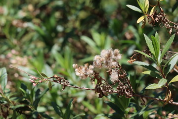 Mule Fat, Baccharis Salicifolia Subspecies Salicifolia, a breathtaking native dioecious shrub displaying mature cylindric 5 ribbed pappiferous achene fruit during Spring in the Santa Monica Mountains.