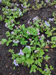 Pulmonaria. spring flowers. medicinal plants.