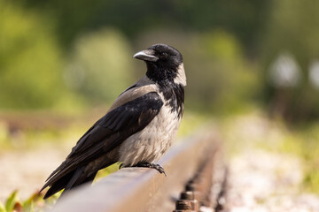 Fototapeta premium a close-up of a hooded crow perched on a railway track. The bird’s distinctive black and grey plumage is clearly visible, with a sharp beak and attentive gaze