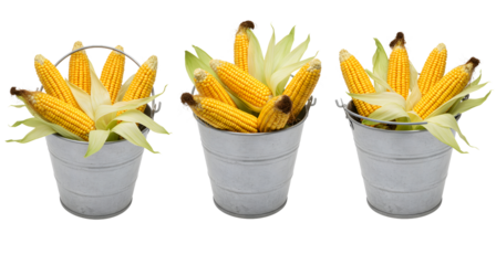 Stock photo of fresh corn on the cob in buckets for sale at the farmer's market or grocery store festa junina - june festivals on transparent background