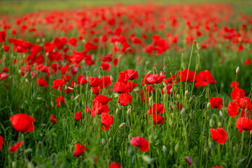 Red Poppy Field at Sunset with Warm Evening Light