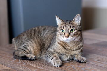 A cat is comfortably laying on a table, gazing at the camera