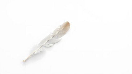 Soft White Bird Feather Isolated – Blank Space Design, white feather, isolated feather, single feather, white background, feather on white, soft feather, bird feather