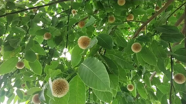 Kadam Tree with Round Yellow Flowers &ndash; Nature Video Clip