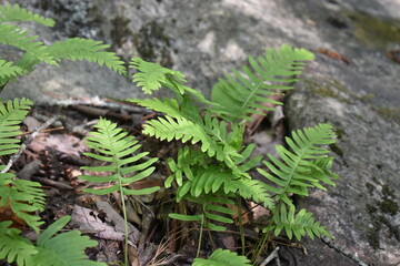 fern in the forest