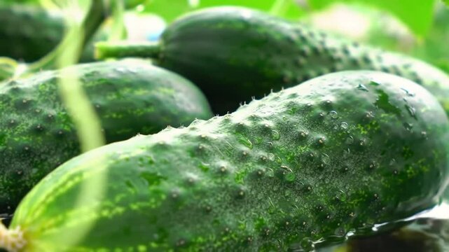 Harvesting Fresh Organic Cucumbers, Close Up View with Dew