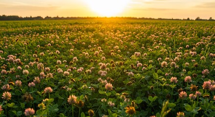 Fototapeta premium Clover Field at Sunset