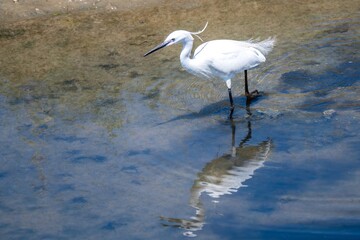Egret egretta garzetta standing in the water with reflections