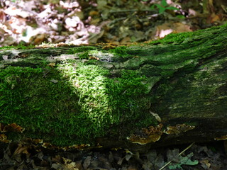 Part of tree trunk lying on the forest floor, illuminated by the score of the tree tops. The cracked bark is overgrown with green moss and tree mushrooms located, which accelerate the decomposition.