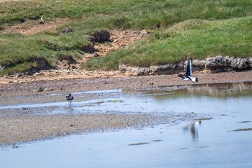 Oystercatcher haematopus ostralegus at Lymington and Keyhaven Marshes Nature Reserve Hampshire England