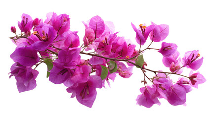  Beautiful Magenta Bougainvillea Flowers on a Branch on Transparent Background