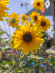 close up of Spring Sunflowers with a pollinating bee